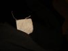 DSC06384.JPG