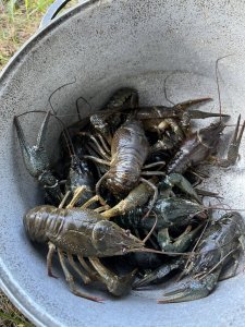 IMG_6022.jpeg