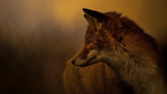 Foxliss