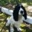 Dima_Ks