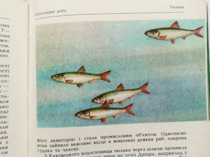 Риби наших водойм (8).jpg
