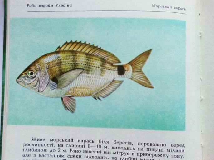 Риби наших водойм (9).jpg