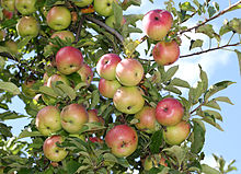 220px-Apples_on_tree_2011_G1.jpg