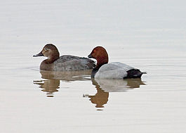 Pochard_pair.jpg